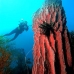sponge_red_res_v_0705_png0019.jpg